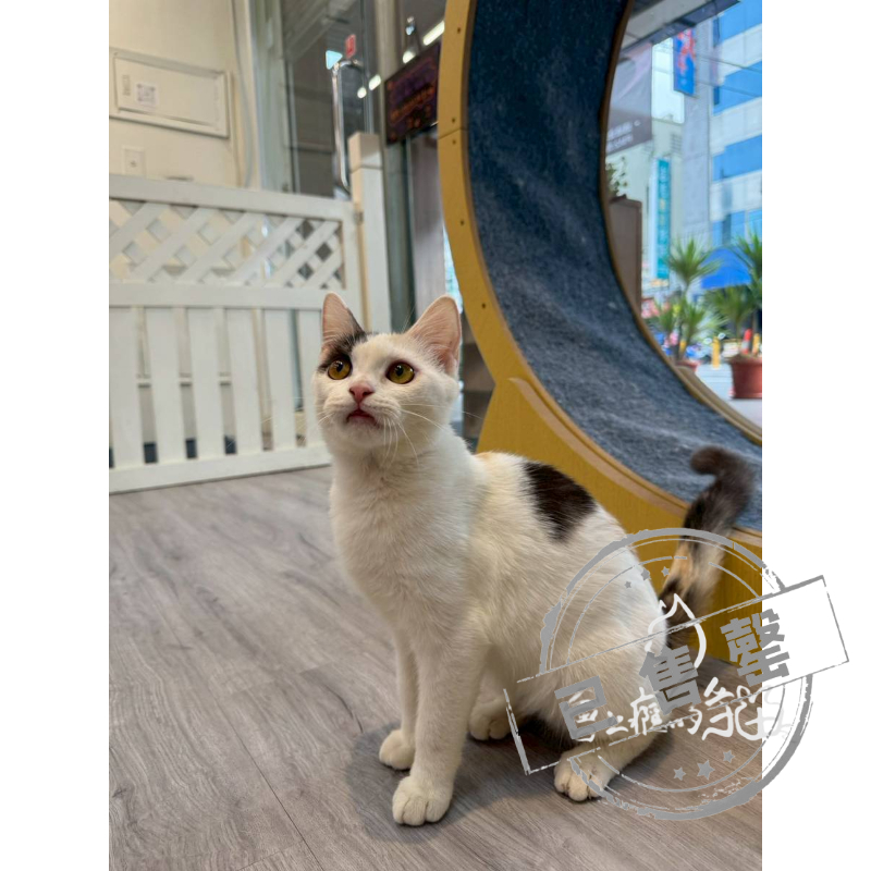 【已售出】英短