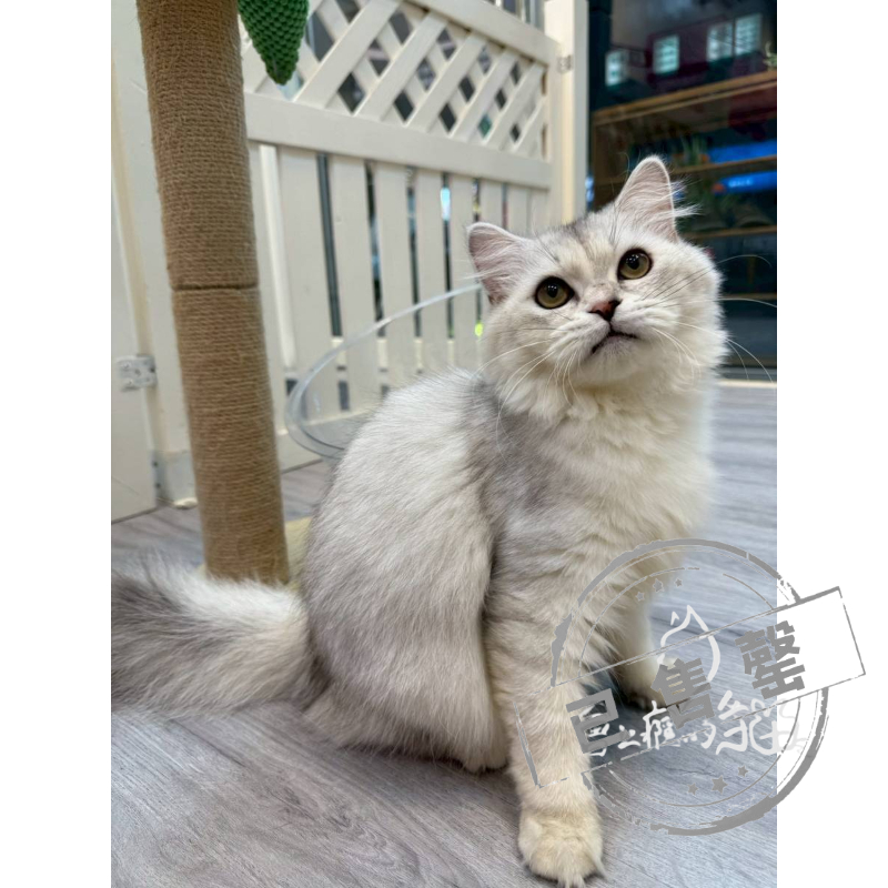 【已售出】英長