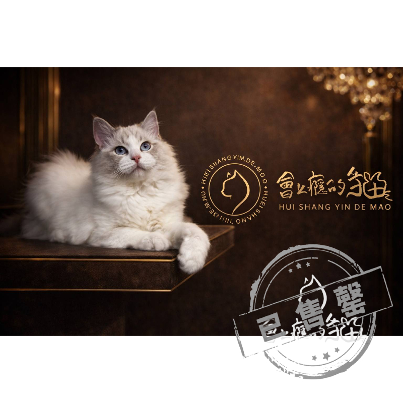 【已售出】布偶-藍雙山貓紋