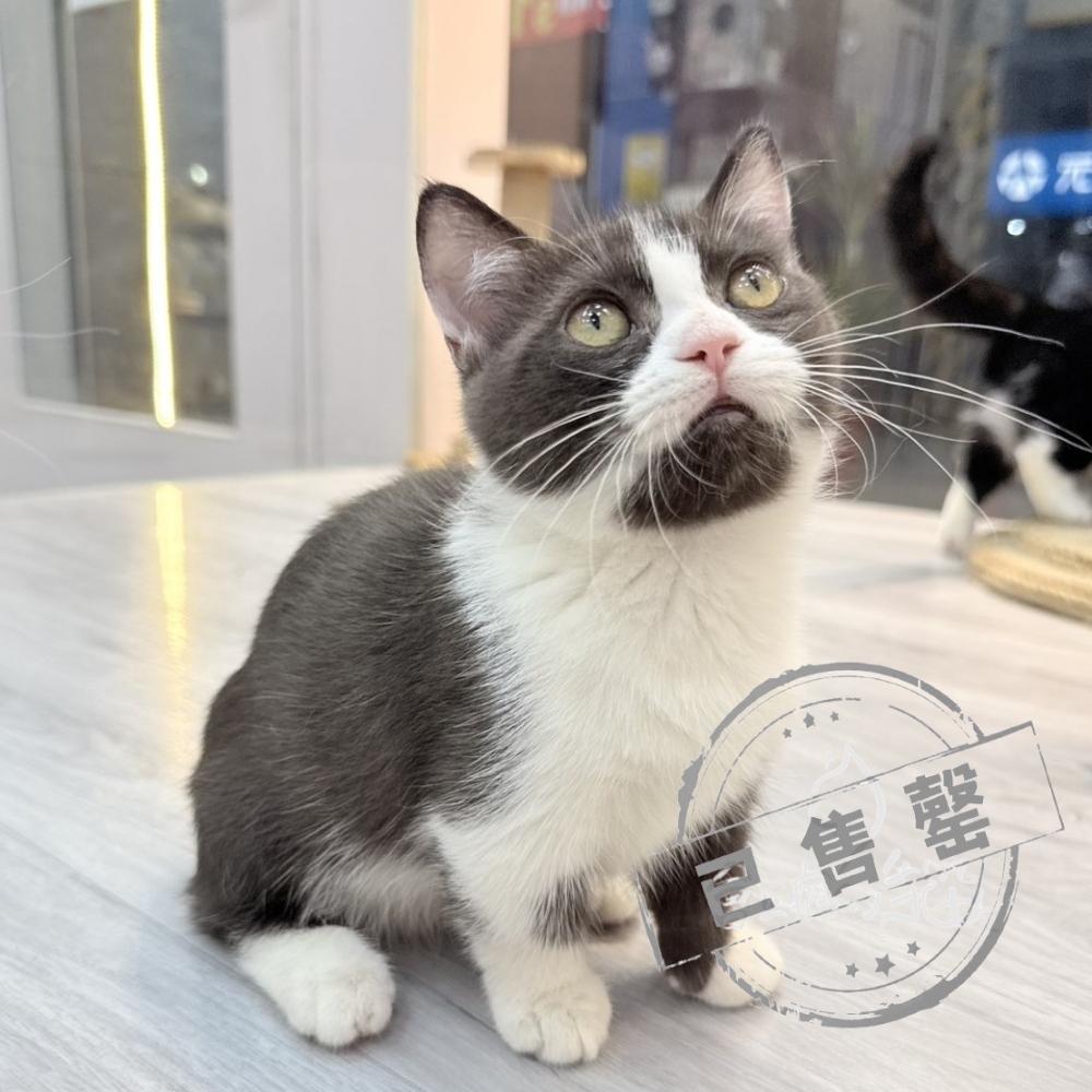 【已售出】曼赤肯-巧克力賓士加白