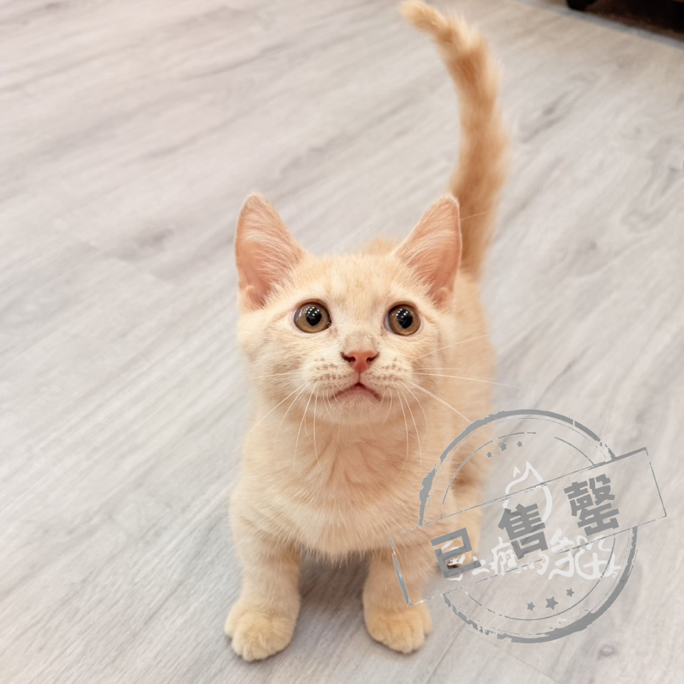 【已售出】曼赤肯-奶茶