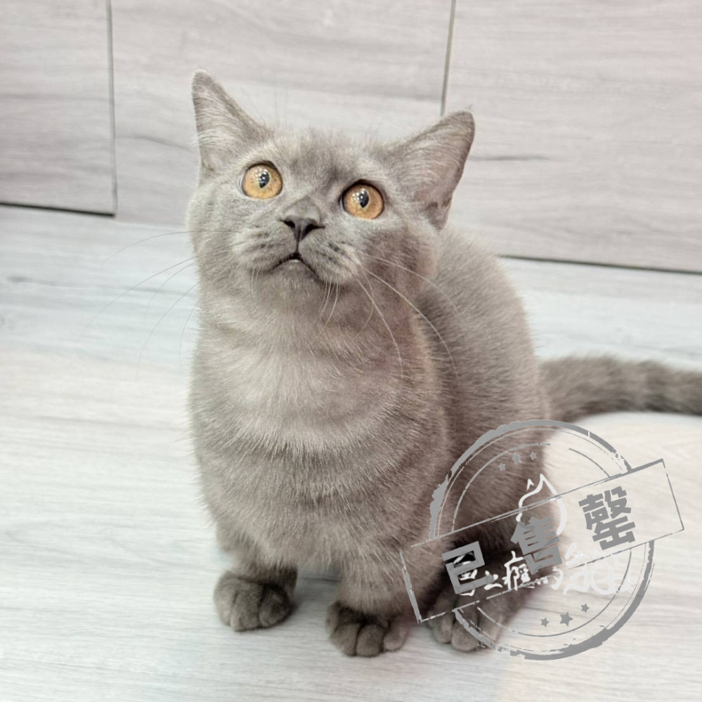 【已售出】曼赤肯-藍煙燻