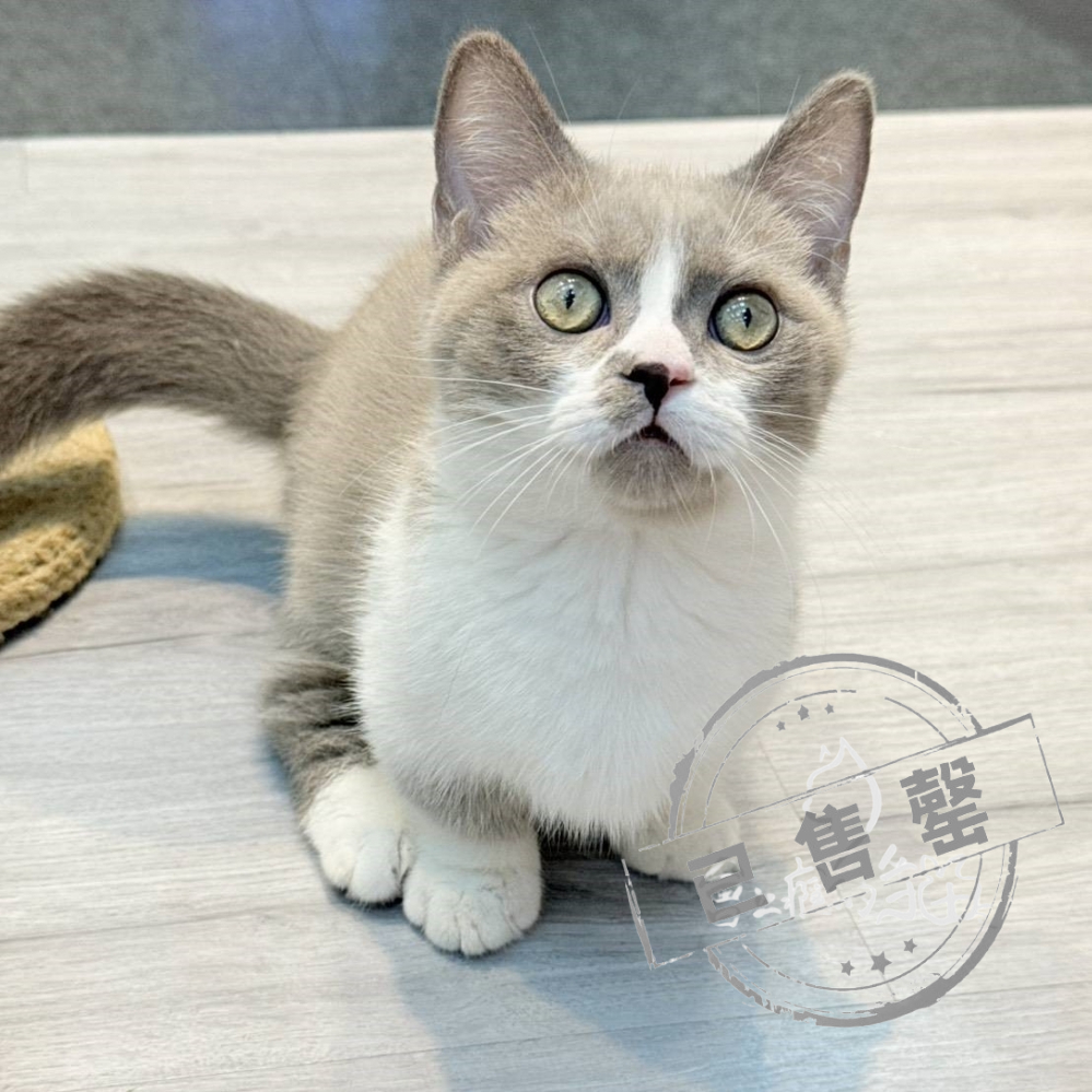 【已售出】曼赤肯-丁香加白