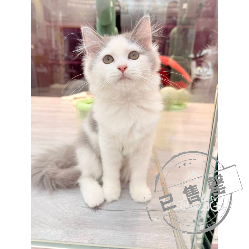 【已售出】英長-藍白