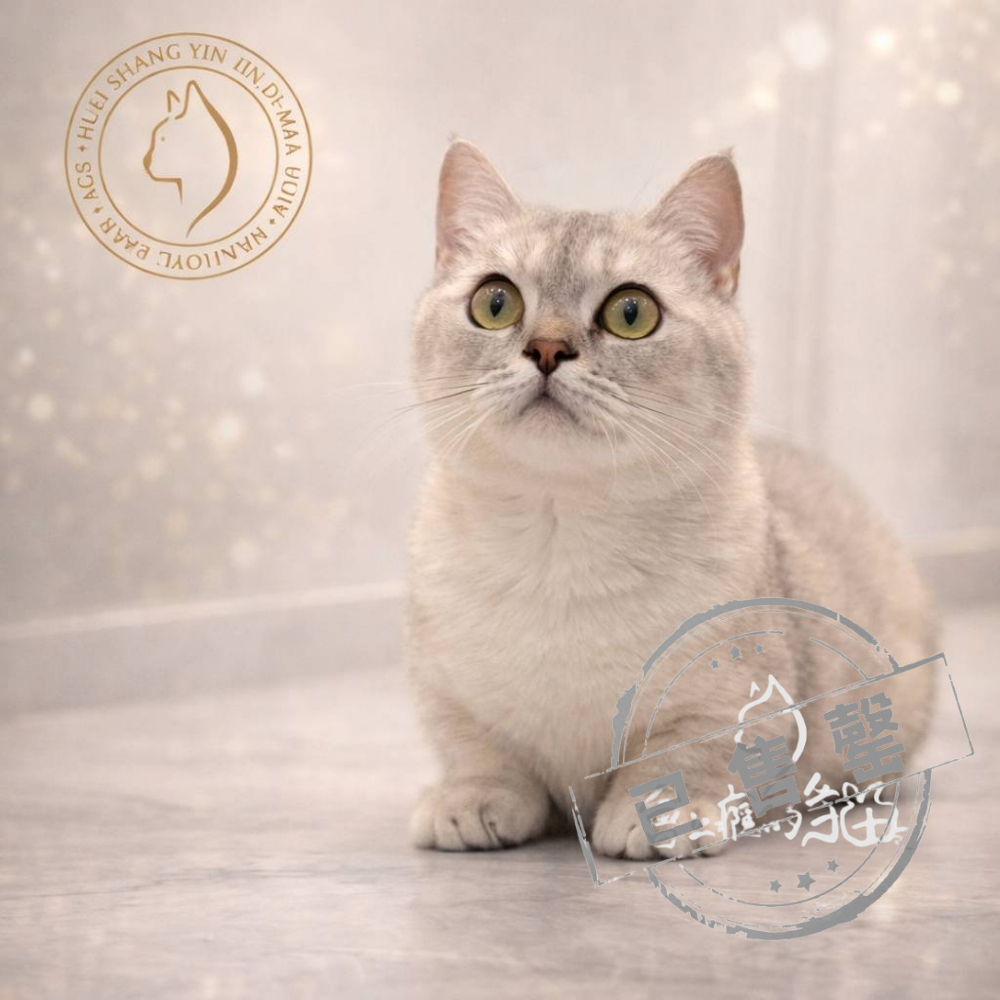 【已售出】曼赤肯-銀漸層