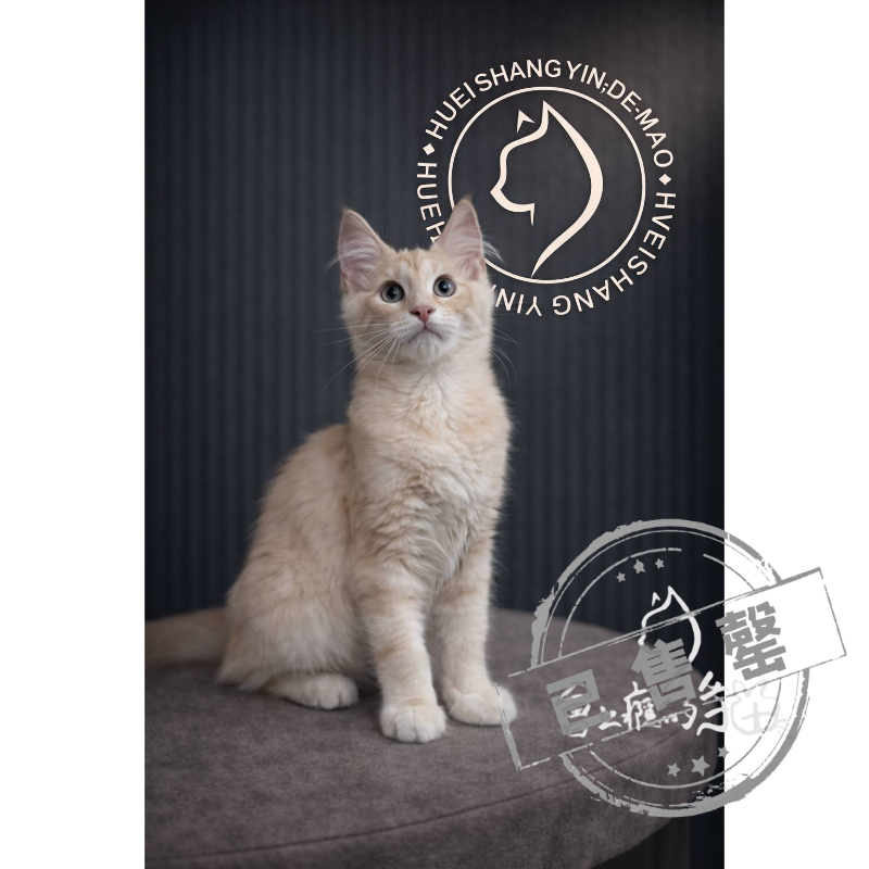 【已售出】緬因-凱米爾