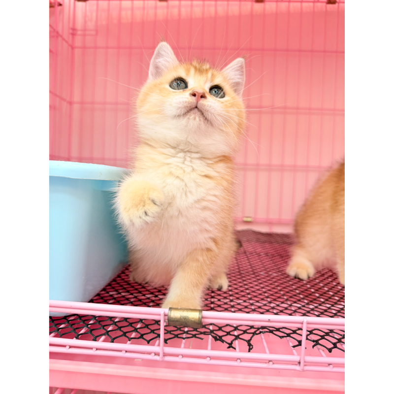 【已售出】英短-金漸層