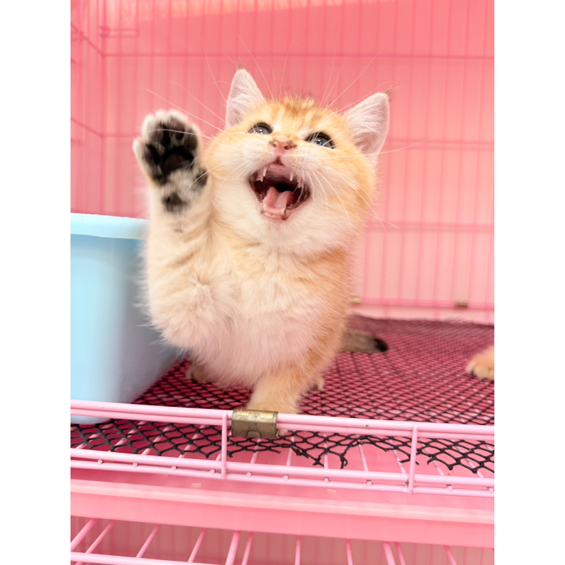 【已售出】英短-金漸層