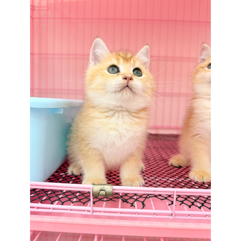 【已售出】英短-金漸層