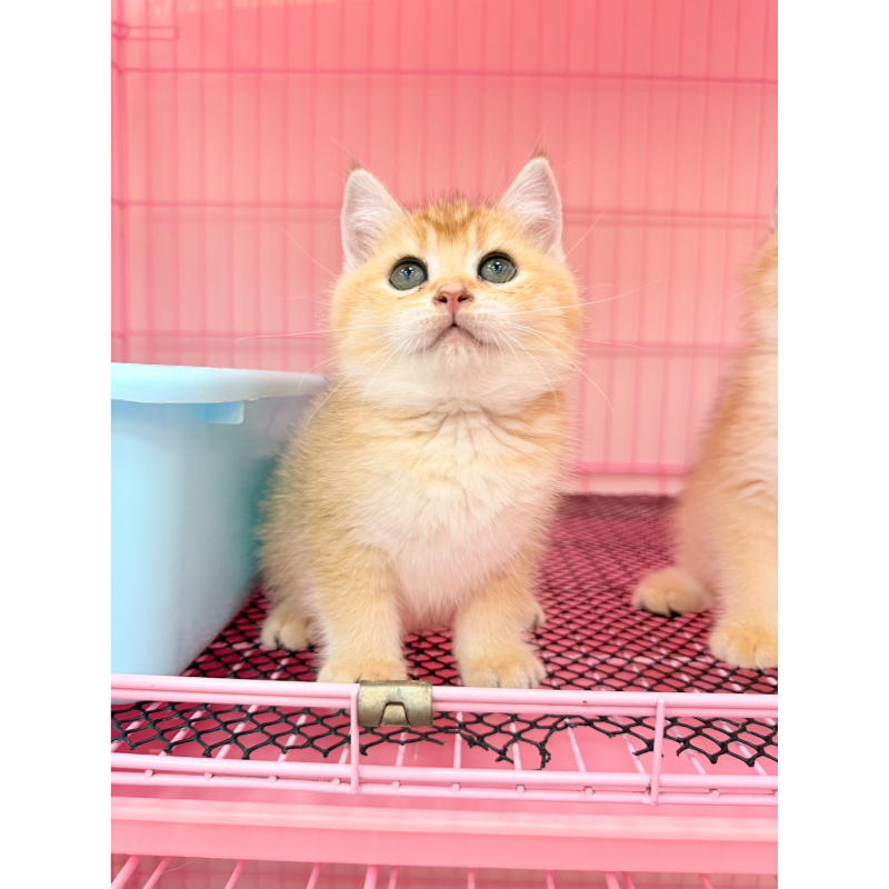 【已售出】英短-金漸層