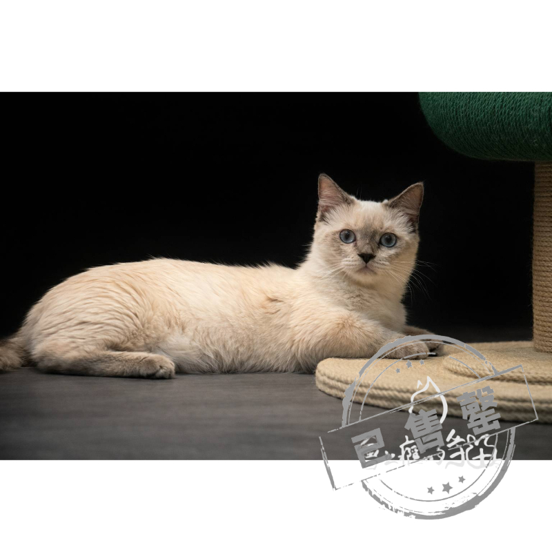 【已售出】曼赤肯-藍重點