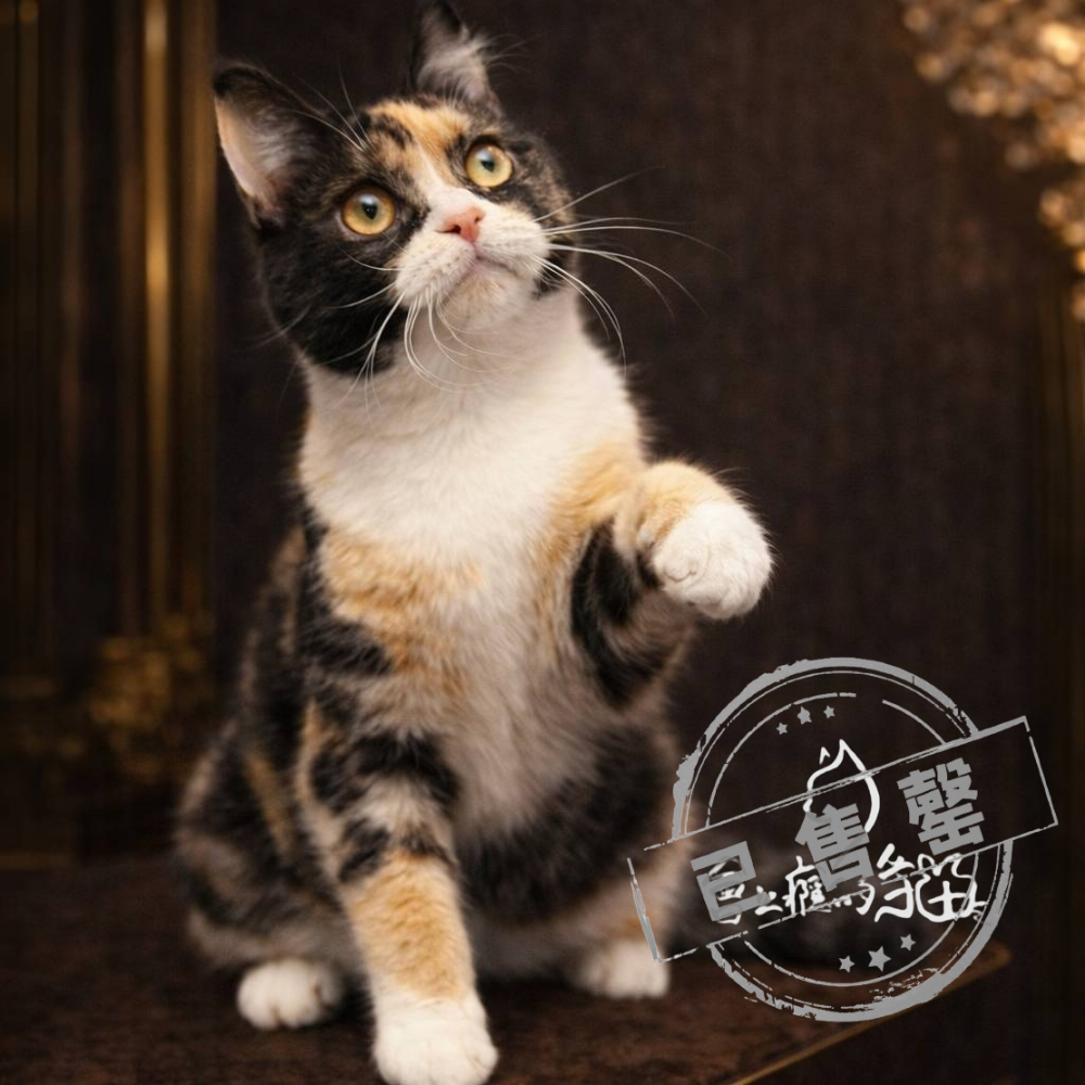 【已售出】英短-三花