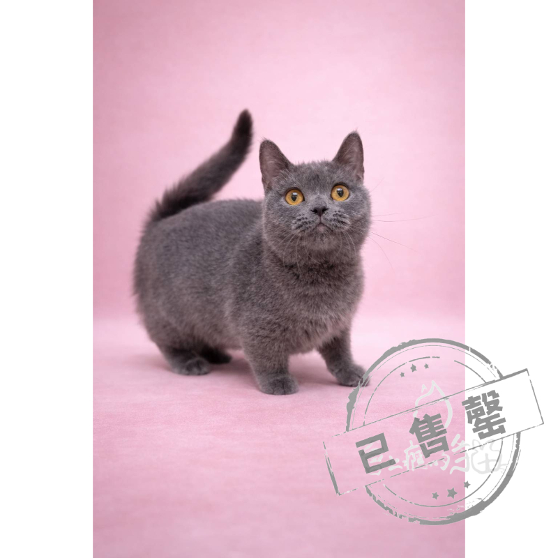 【已售出】曼赤肯-藍