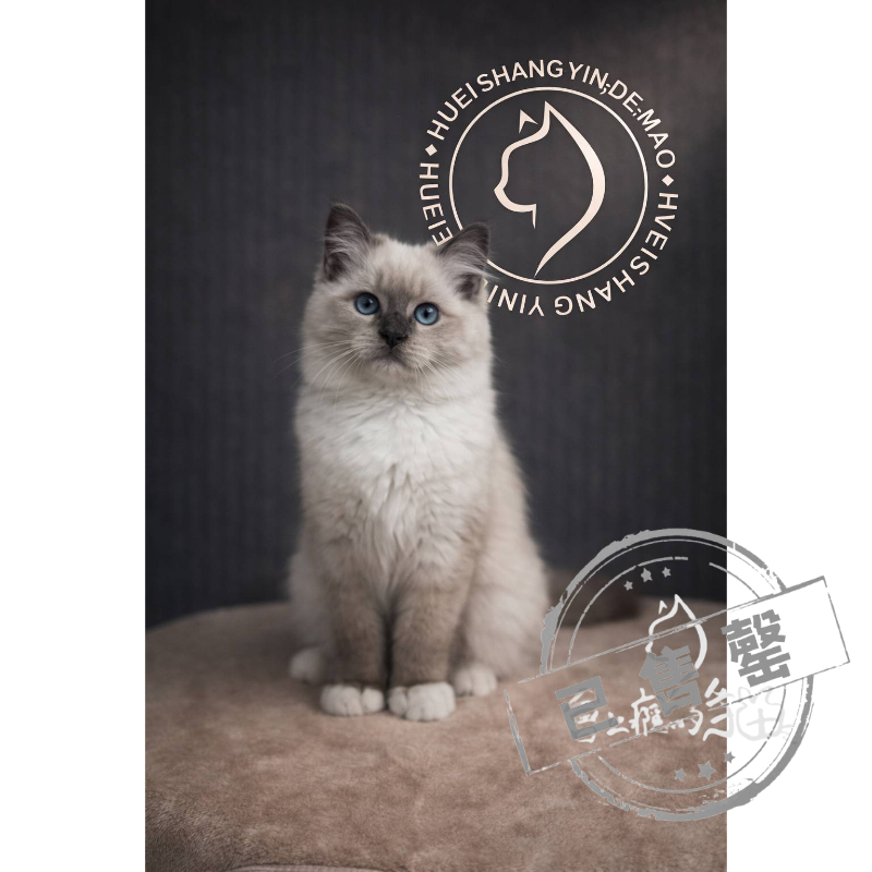 【已售出】布偶-藍重點山貓紋