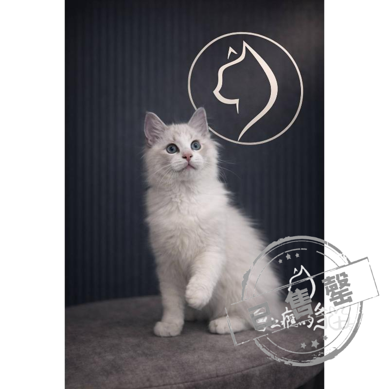 【已售出】布偶-海豹山貓紋