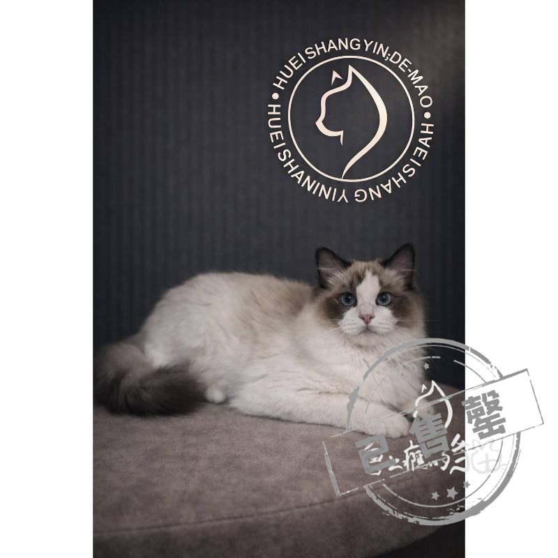 【已售出】布偶-海豹雙色