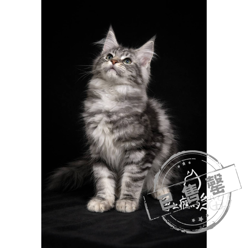 【已售出】緬因-銀虎