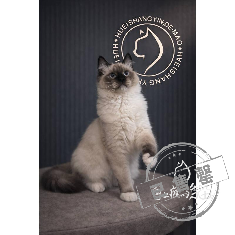 【已售出】布偶-重點色