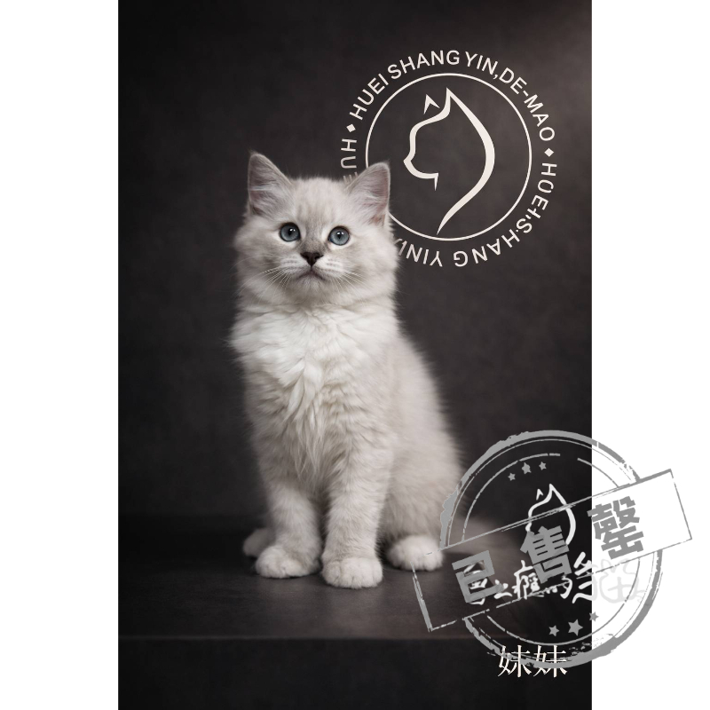 【已售出】布偶-山貓紋