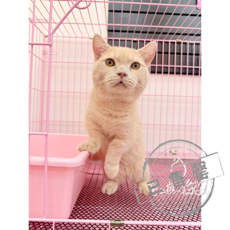 【已售出】曼赤肯