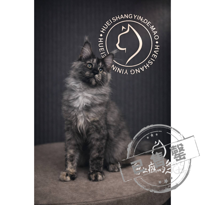 【已售出】緬因-三花