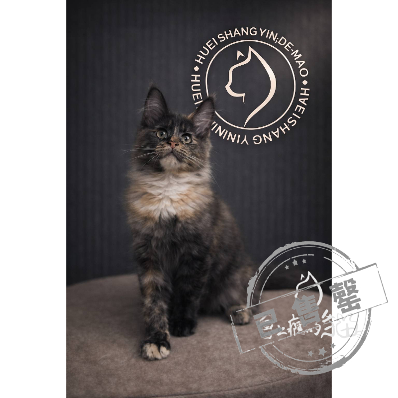 【已售出】緬因-三花