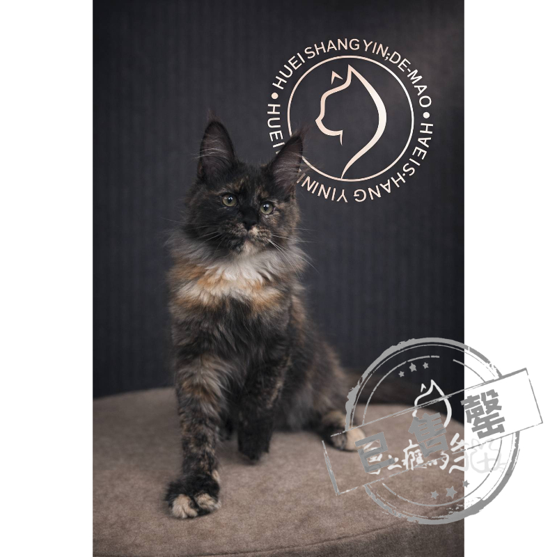 【已售出】緬因-三花