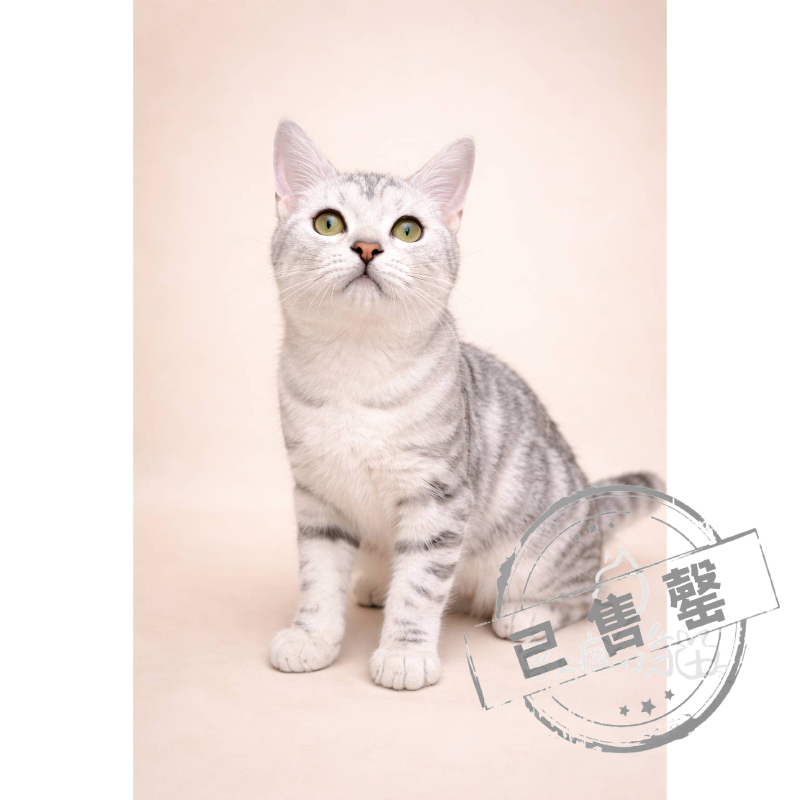 【已售出】美短