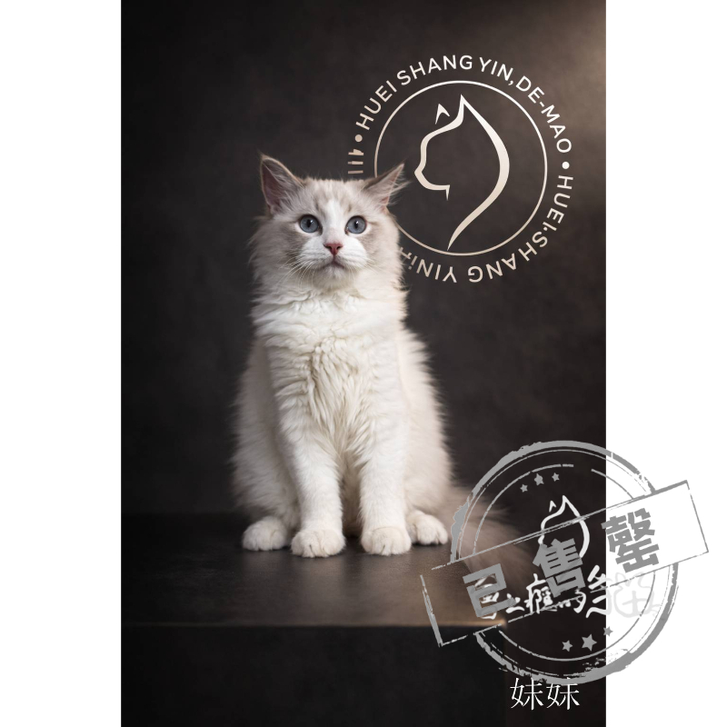 【已售出】布偶-藍雙山貓紋