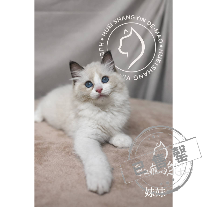 【已售出】布偶-海豹雙色