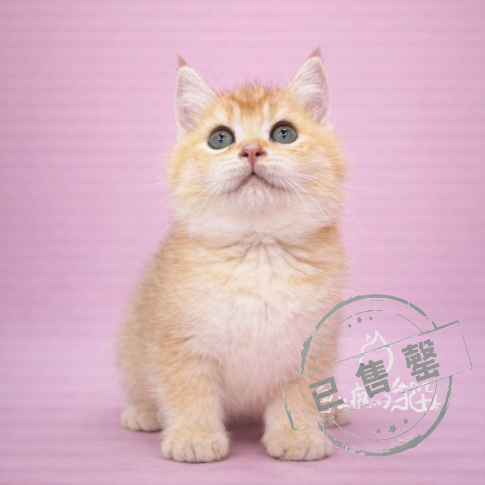 【已售出】英短-金漸層