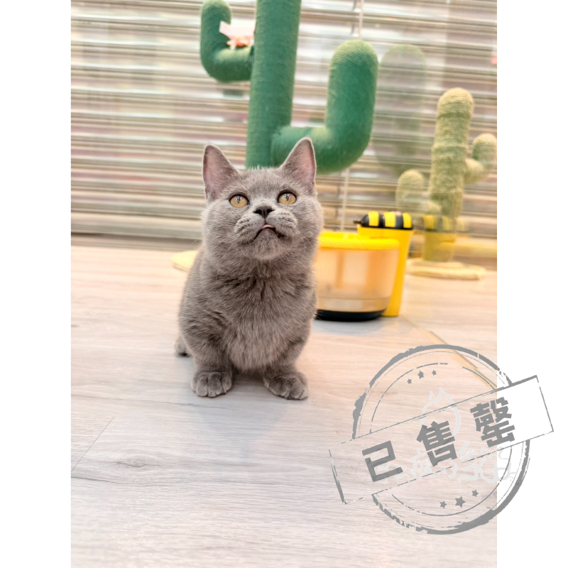 【已售出】曼赤肯-藍