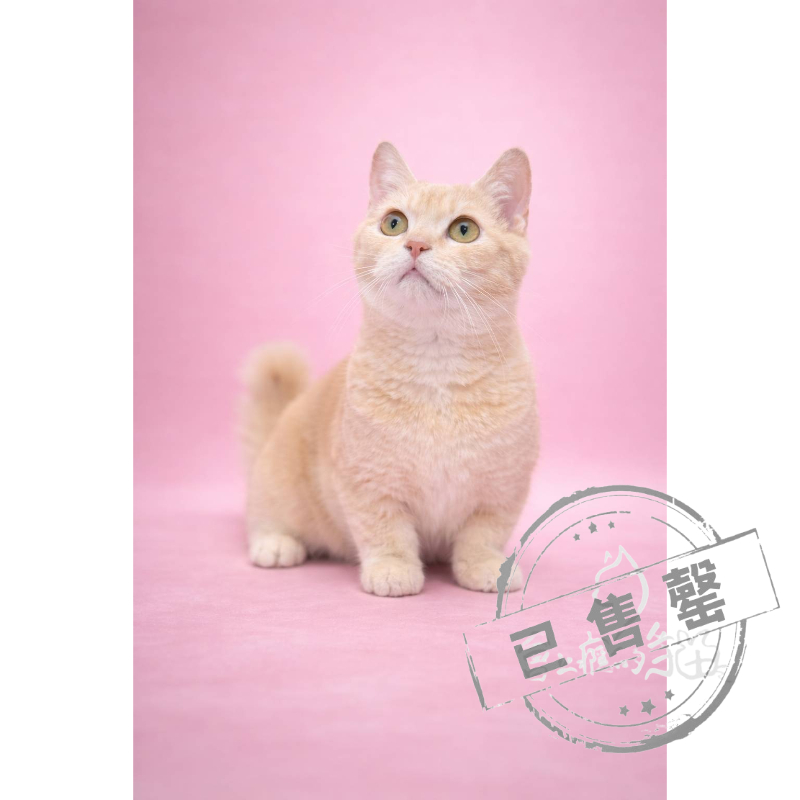 【已售出】曼赤肯