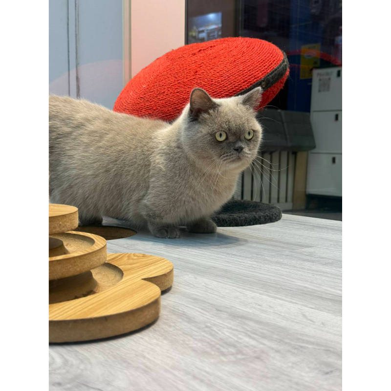 【已售出】曼赤肯-丁香
