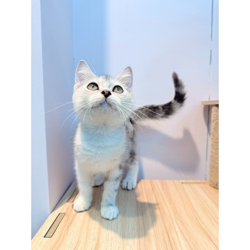 【已售出】美短