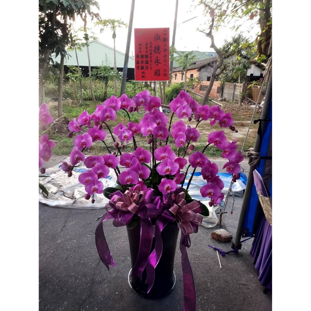 蘭花