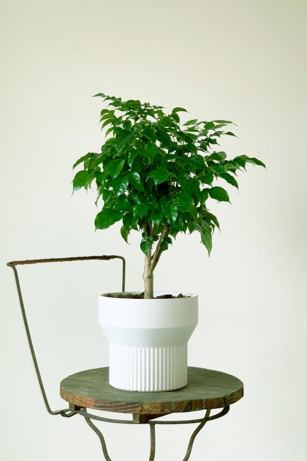 旺旺樹(進財樹)