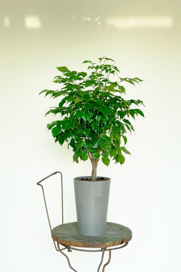 旺旺樹(進財樹)