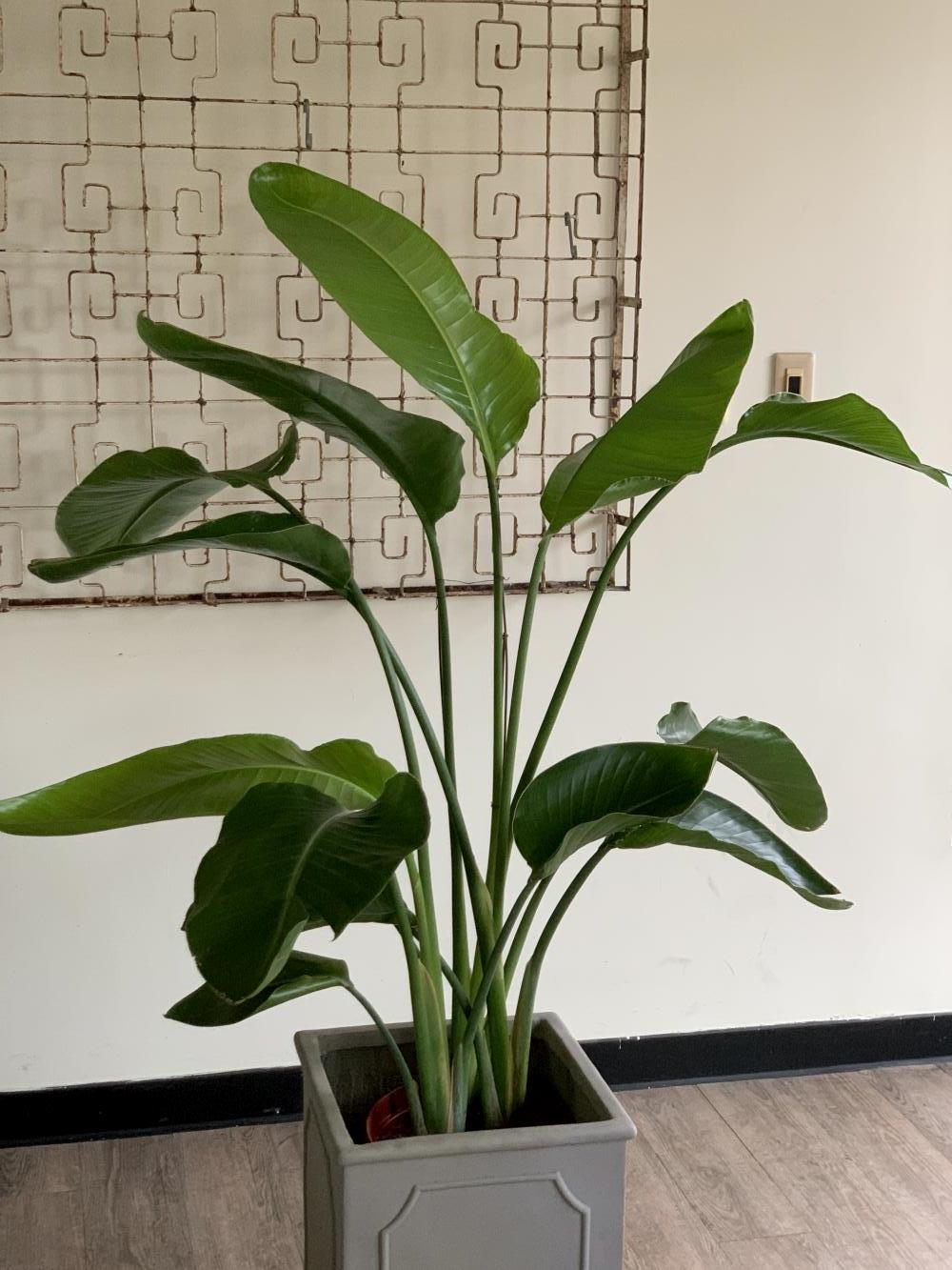 白花天堂鳥 L