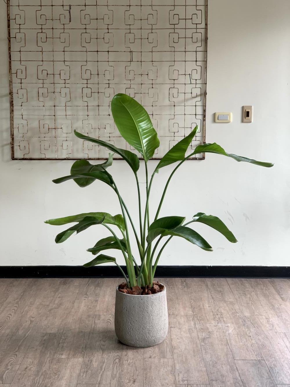 白花天堂鳥 L