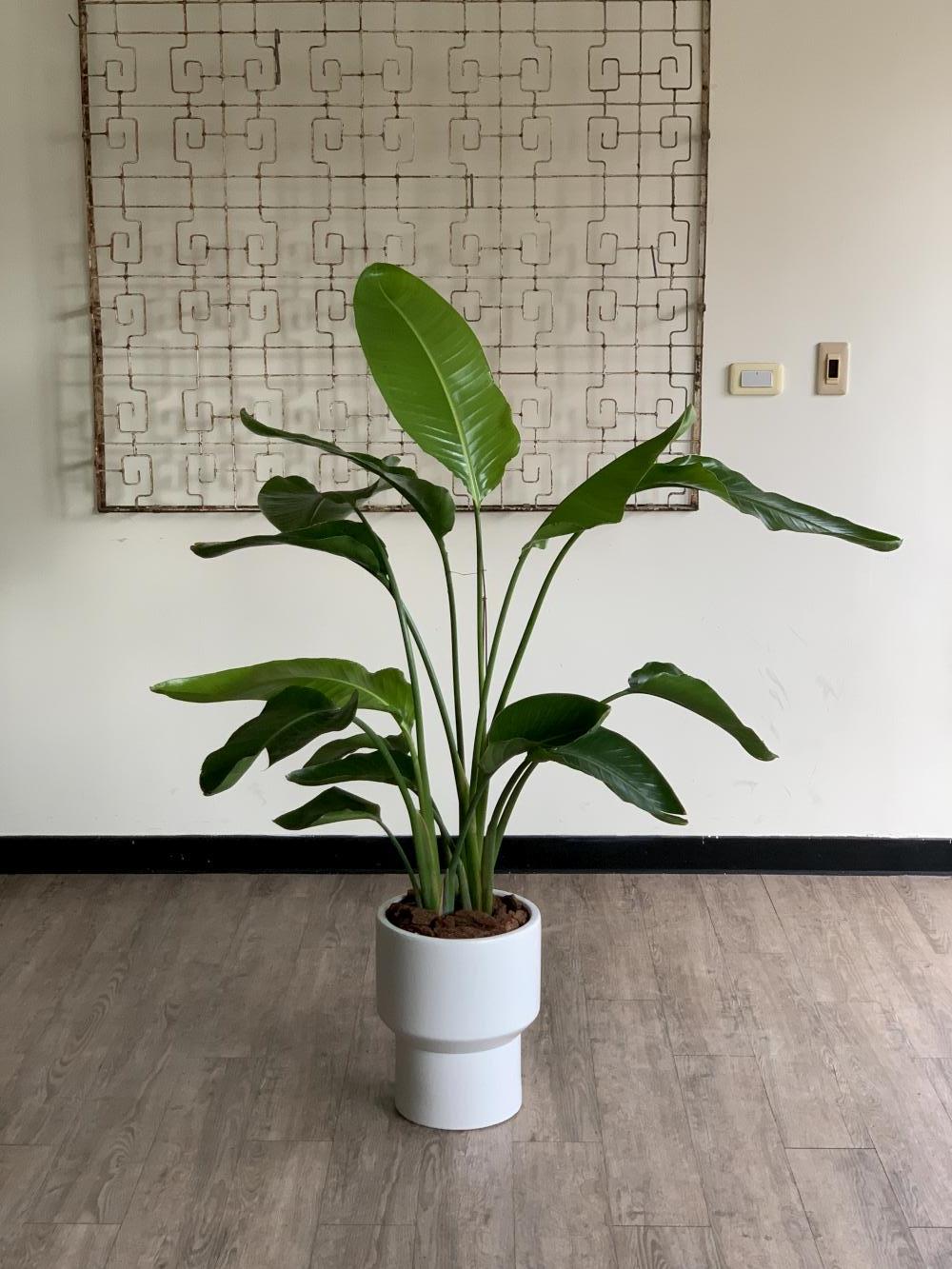 白花天堂鳥 L