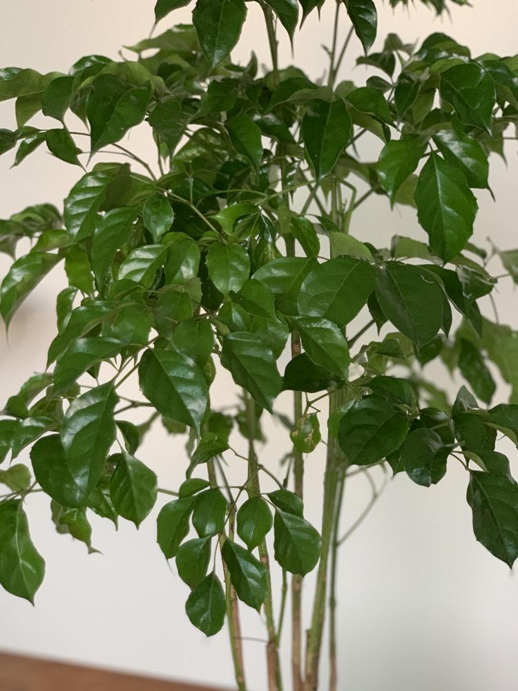 旺旺樹(進財樹) M