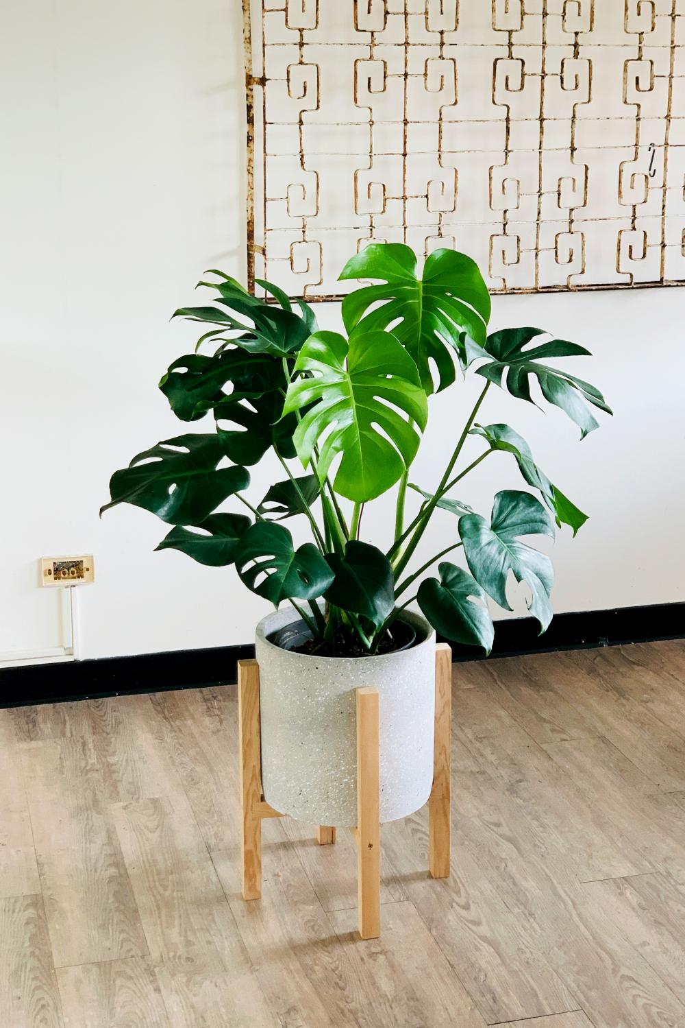 龜背芋賀禮植栽