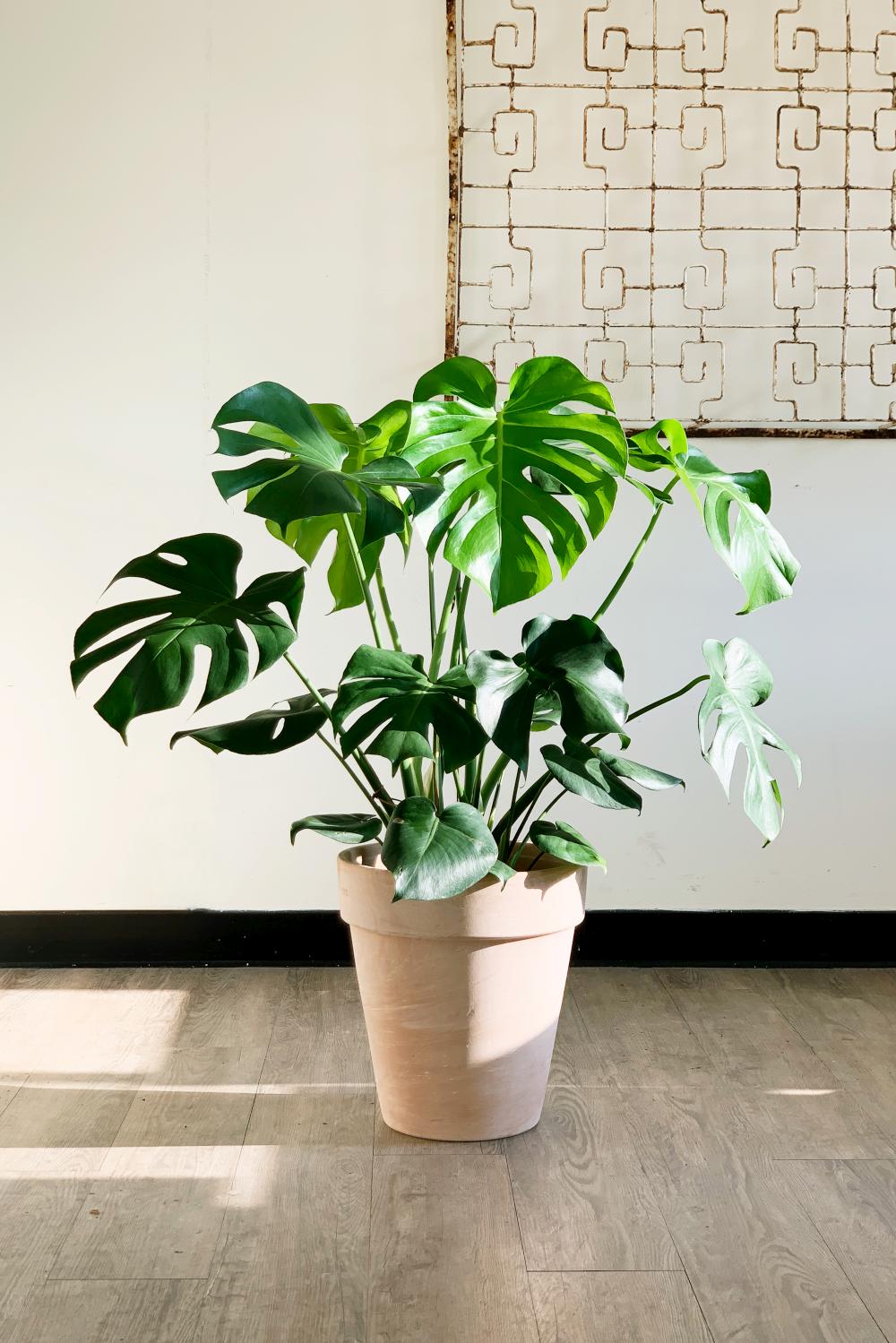 龜背芋賀禮植栽