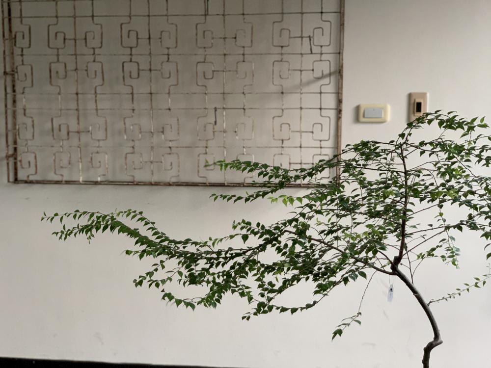 梅葉冬青(燈秤花)L