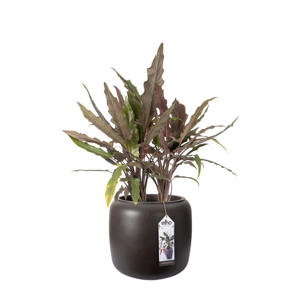 elho pure珠光釉圓盆s Φ39cm