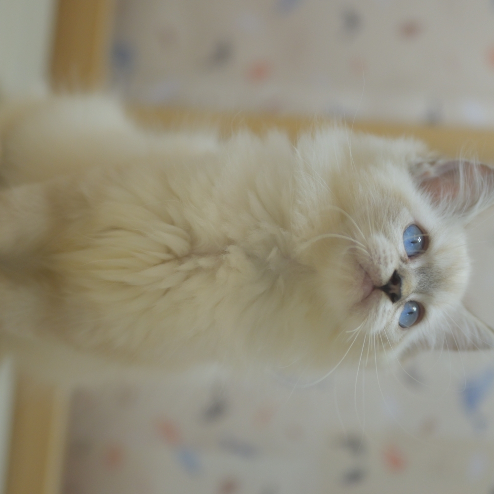 (已有家長)快來把我抱回家，一起演一場心動的日常劇！✨ 