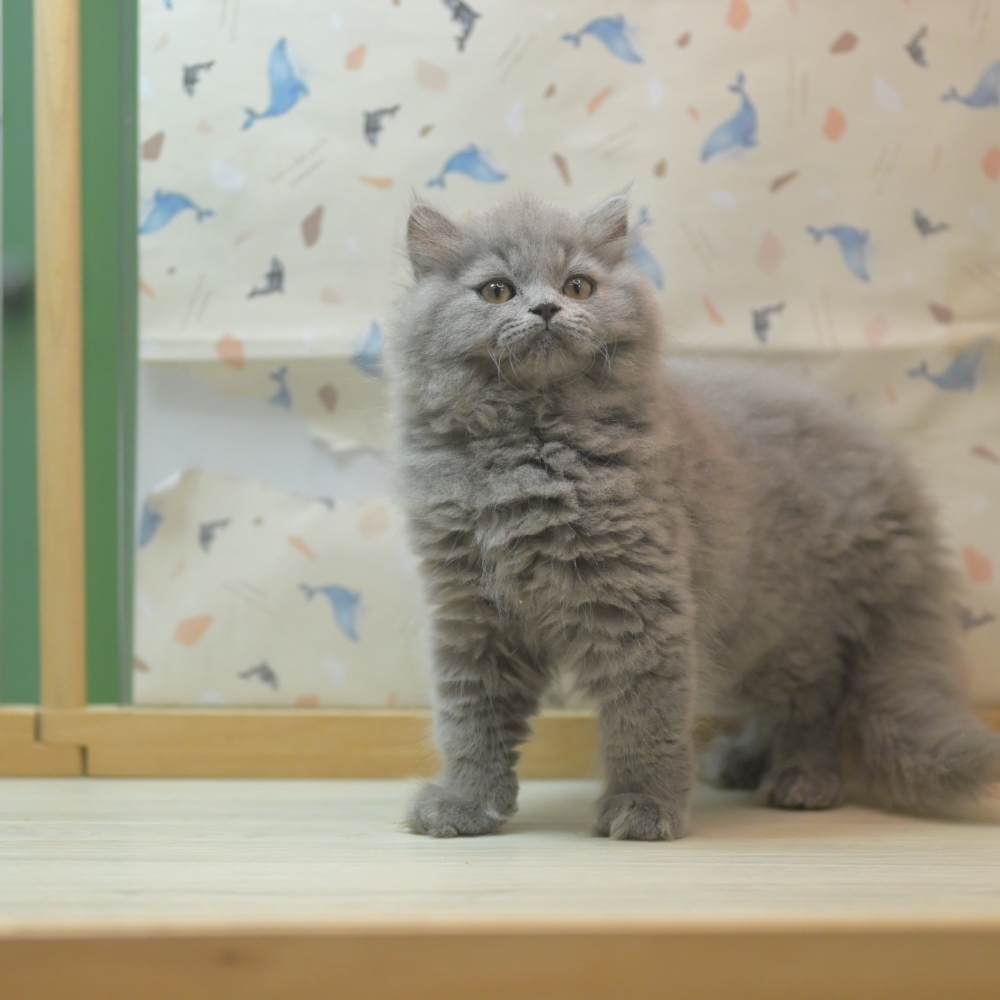 蓬鬆的小小身影，把溫柔都裝進眼睛裡！✨ 