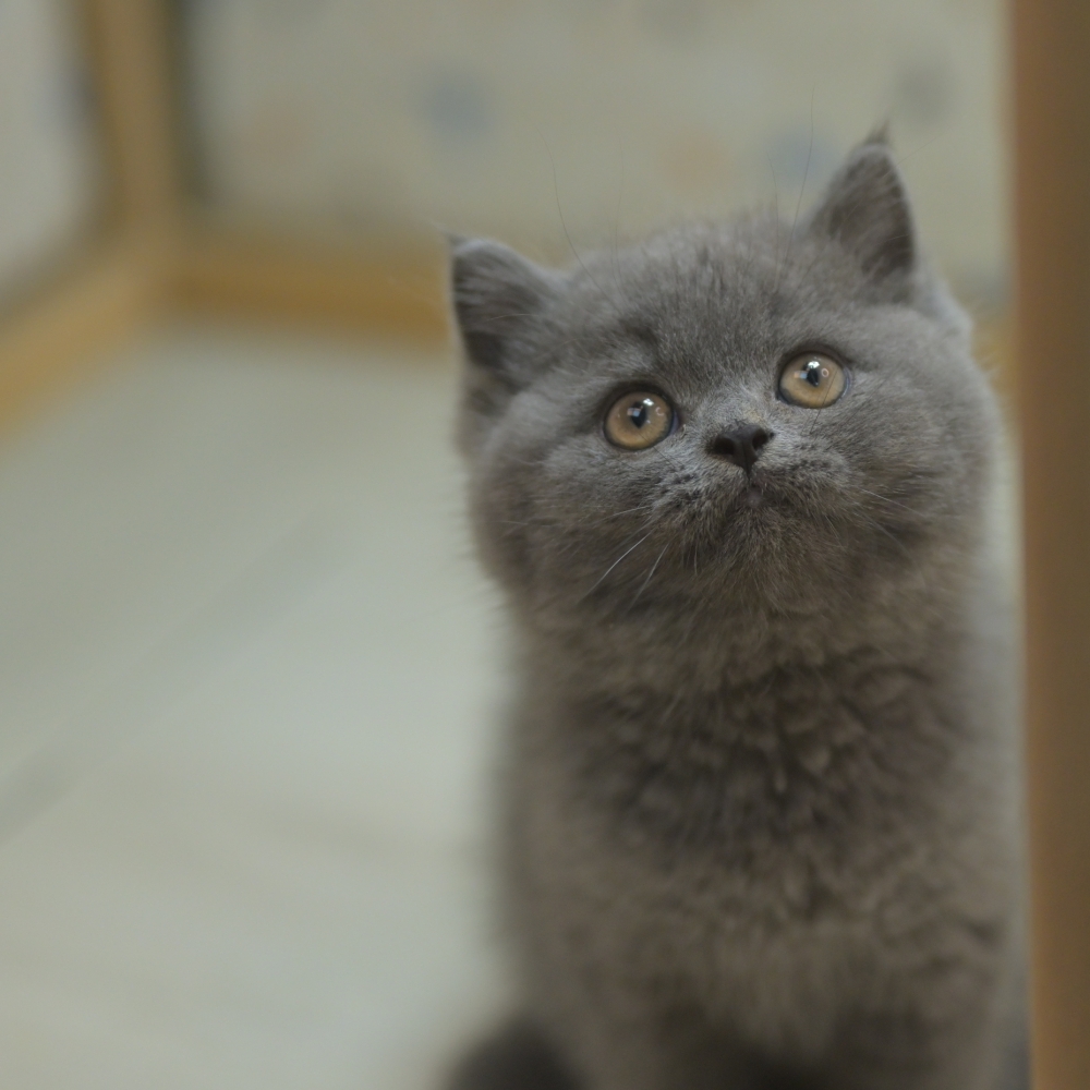 圓臉小英短坐好等你，一秒擊中心臟！✨ 