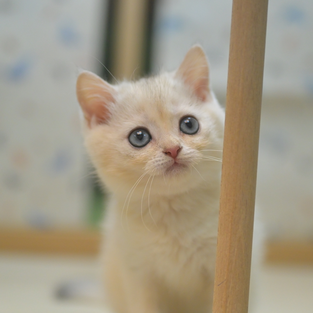 今年最後一胎銀漸層~